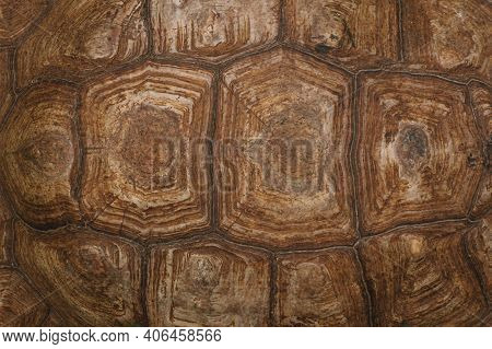 The Shell Of A Giant Turtle, Close-up. Background Texture And Carapace Pattern. Turtle Shell Texture