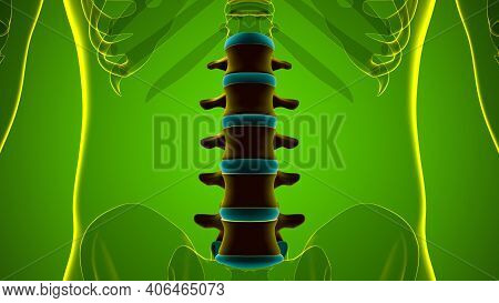 Human Skeleton Vertebral Column Lumbar Vertebrae Anatomy