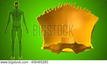 Human Skeleton Skull Occipital Bone Anatomy For Medical Concept
