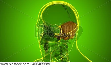 Human Skeleton Skull Occipital Bone Anatomy For Medical Concept