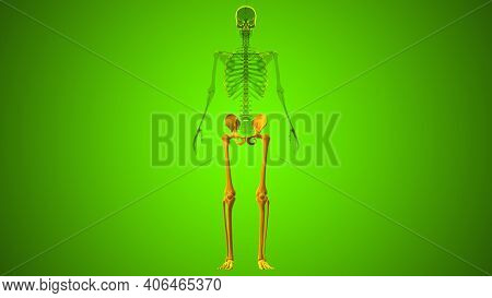 Human Skeleton Lower Limbs Anatomy 3d Illustration