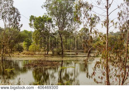 Scenic View Of The Wetland In Wilderness, Karnataka, India. Swamp Area In Reserve Forest
