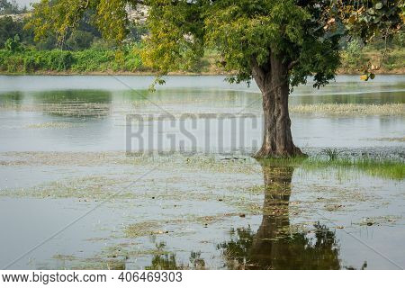 Beautiful View Of A Tree And Its Reflection In Wetland, Karnataka, India. Swamp Area In Reserve Fore
