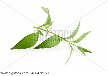 Andrographis Paniculata, Green Chirayta, King Of Bitters Leaf Isolated On Awhite Background