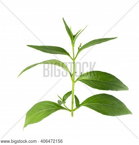 Andrographis Paniculata, Green Chirayta, King Of Bitters Leaf Isolated On Awhite Background