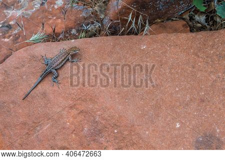 Chuckwalla Lizard In Snow Canyon State Park, Utah