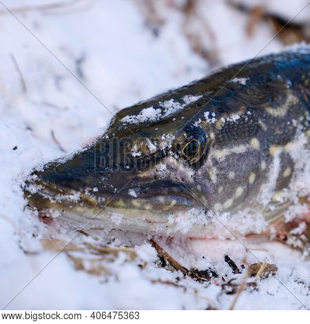 Pike Head Close Up In Winter On Snow