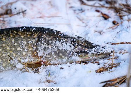Pike Head Close Up In Winter On Snow
