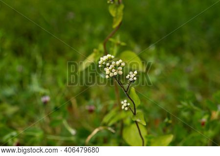 Climbing Hempweed Flower Or Mikania Scandens Is A Branched Slender-stemmed Perennial Vine