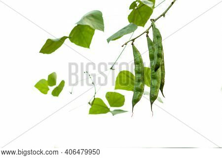 Green Beans Are Nutrient Dense With High Fiber And Starch Contents And Also Part Of The Vegetable Fo