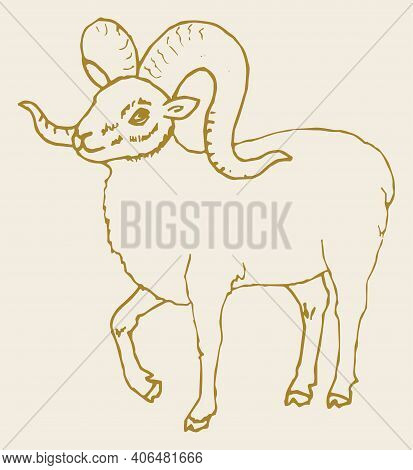 Sketch Of Indian Big Horn Sheep Or Goat Outline Editable Illustration