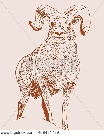 Sketch Of Indian Big Horn Sheep Or Goat Outline Editable Illustration