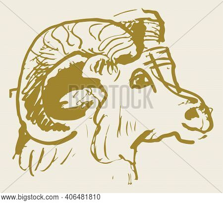Sketch Of Indian Big Horn Sheep Or Goat Outline Editable Illustration