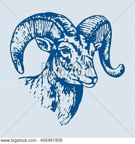 Sketch Of Indian Big Horn Sheep Or Goat Outline Editable Illustration