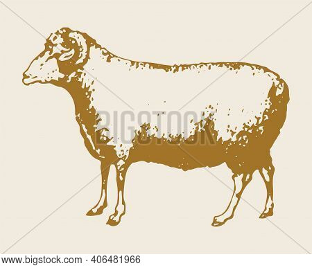 Sketch Of Indian Big Horn Sheep Or Goat Outline Editable Illustration
