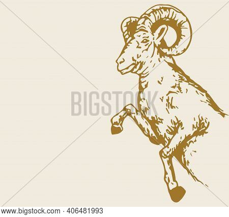 Sketch Of Indian Big Horn Sheep Or Goat Outline Editable Illustration