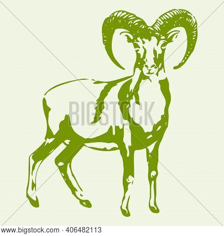 Sketch Of Indian Big Horn Sheep Or Goat Outline Editable Illustration