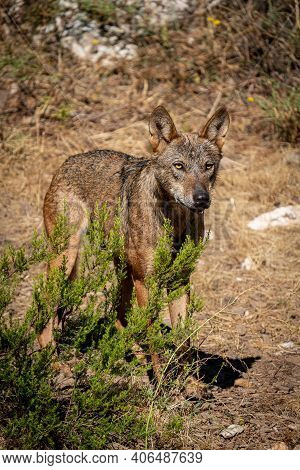 Canis Lups Signatus Searching For Preys In The Bush