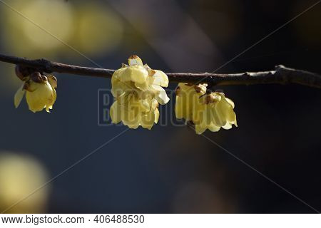 Wintersweet (japanese Allspice) Flowers / Calycanthaceae Deciduous Tree.
