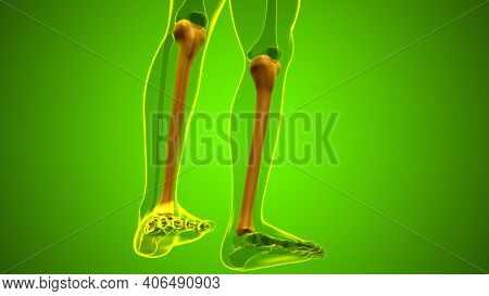 Human Skeleton Anatomy Tibia Bone 3D Rendering