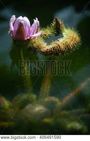 Victoria Amazonica Flower, Victoria Amazonica Lilac Color Between The Leaves Are Round, Floating Dis