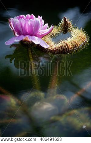 Victoria Amazonica Flower, Victoria Amazonica Lilac Color Between The Leaves Are Round, Floating Dis