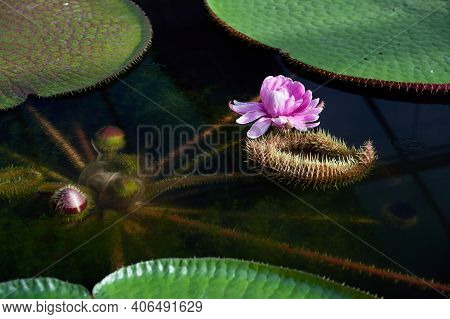 Victoria Amazonica Flower, Victoria Amazonica Lilac Color Between The Leaves Are Round, Floating Dis