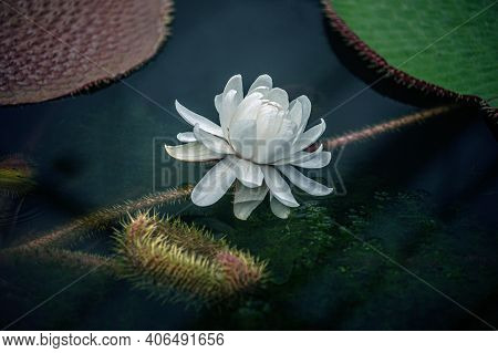 Flower Victoria Amazonica, Victoria Amazonica, White Color Between Floating Round Leaves In The Shap
