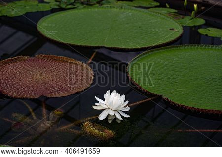 Flower Victoria Amazonica, Victoria Amazonica, White Color Between Floating Round Leaves In The Shap