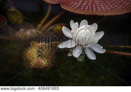 Flower Victoria Amazonica, Victoria Amazonica, White Color Between Floating Round Leaves In The Shap