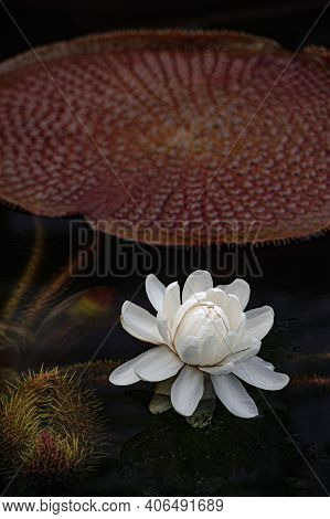 Flower Victoria Amazonica, Victoria Amazonica, White Color Between Floating Round Leaves In The Shap