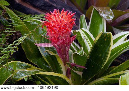 Vriesea Hybrid Bromeliaceae Plant, Bromeliaceae, Guzmania. Bromeliad Or Vriesea Flower In Garden. Cl