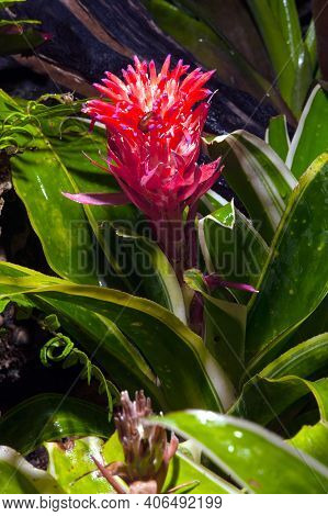 Vriesea Hybrid Bromeliaceae Plant, Bromeliaceae, Guzmania. Bromeliad Or Vriesea Flower In Garden. Cl