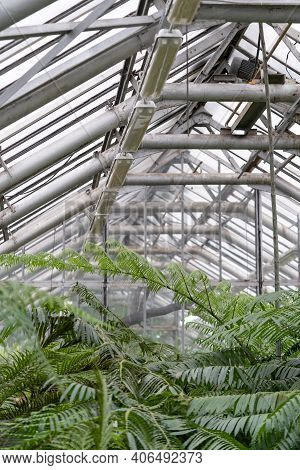 Greenhouse With Various Palms Indoors. Exotic Tropical Evergreen Plants In Glasshouse Under Glass Ro