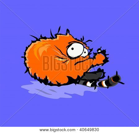 Gatto rosso