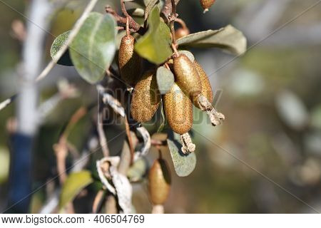 Elaeagnus Pungens (thorny Elaeagnus) Berries. Elaeagnaceae Evergreen Shrub.