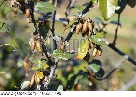 Elaeagnus Pungens (thorny Elaeagnus) Berries. Elaeagnaceae Evergreen Shrub.