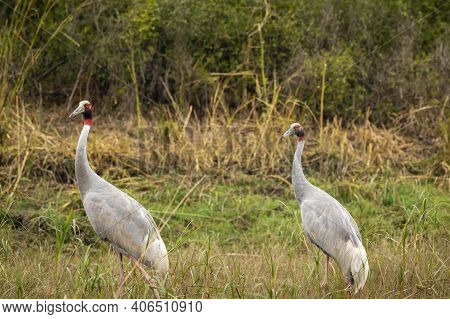 Sarus Crane Or Grus Antigone Family In Natural Green Background During Outdoor Safari Excursion At K