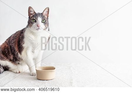 Hungry And Thirsty Cat Looking At The Camera. Tabby Adult White Gray Cat Sitting Near Empty Bowl For
