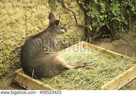 Tammar Wallaby Kangaroo Sleeping In Wooden Box With Herbs. No People