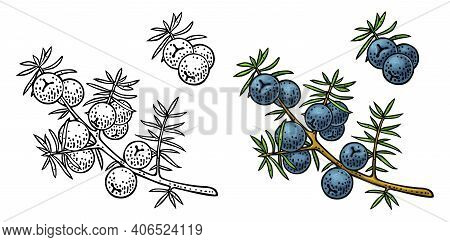Branch Of Juniper With Berries. Vintage Vector Color Engraving