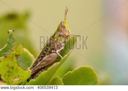 Adult Stridulating Slantface Grasshopper
