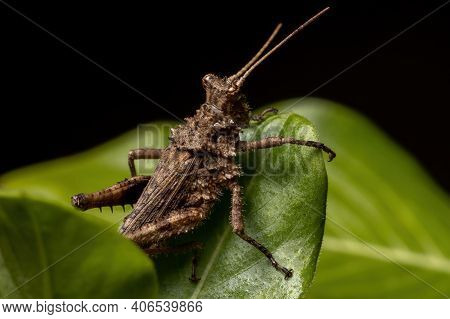 Short Horned Grasshopper
