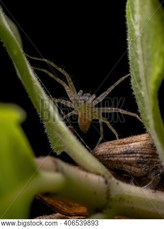 Nursery Web Spider