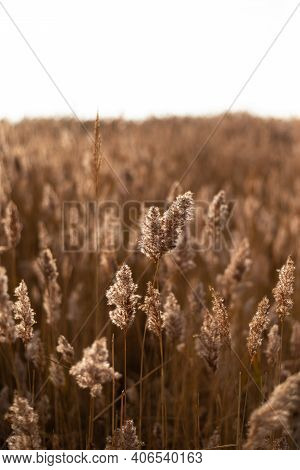 Golden Dry Long Stipa Tenacissima Or Sparto Feather Grass At Autumn Morning With Selective Focus