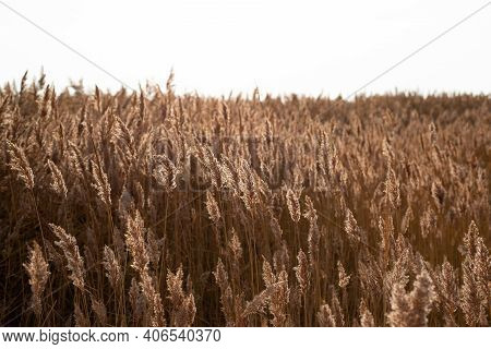 Golden Dry Long Stipa Tenacissima Or Sparto Feather Grass At Autumn Morning With Selective Focus