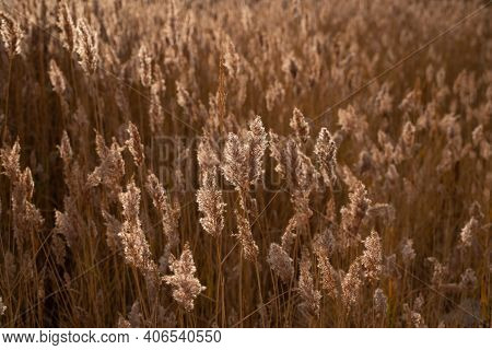 Golden Dry Long Stipa Tenacissima Or Sparto Feather Grass At Autumn Morning With Selective Focus