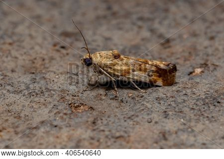 Small Yellow Moth Of The Tribe Acontiini