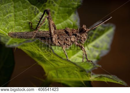 Short Horned Grasshopper
