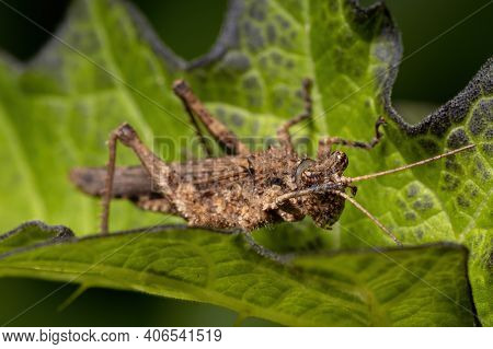 Short Horned Grasshopper